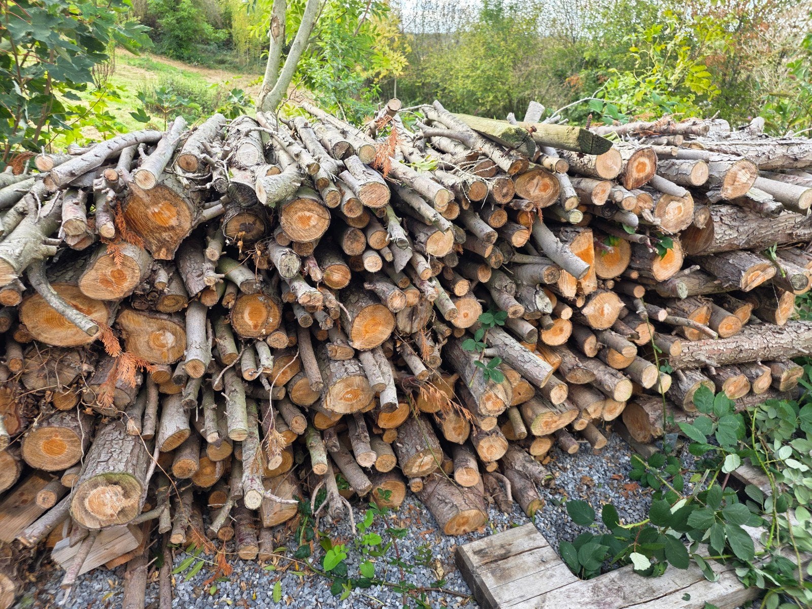 bois de chauffage faire offre pour le lot complet, Enlèvement ou Envoi