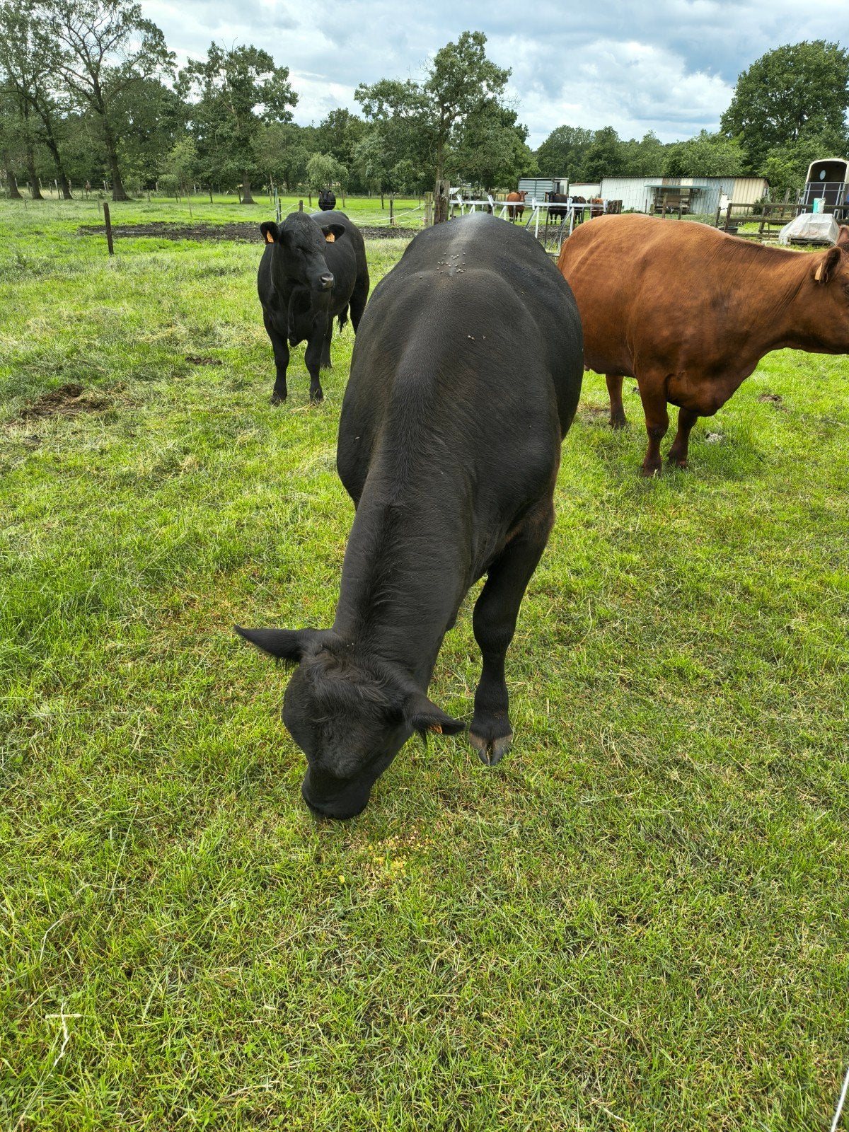 Ruime ANGUS dekstier, Dieren en Toebehoren