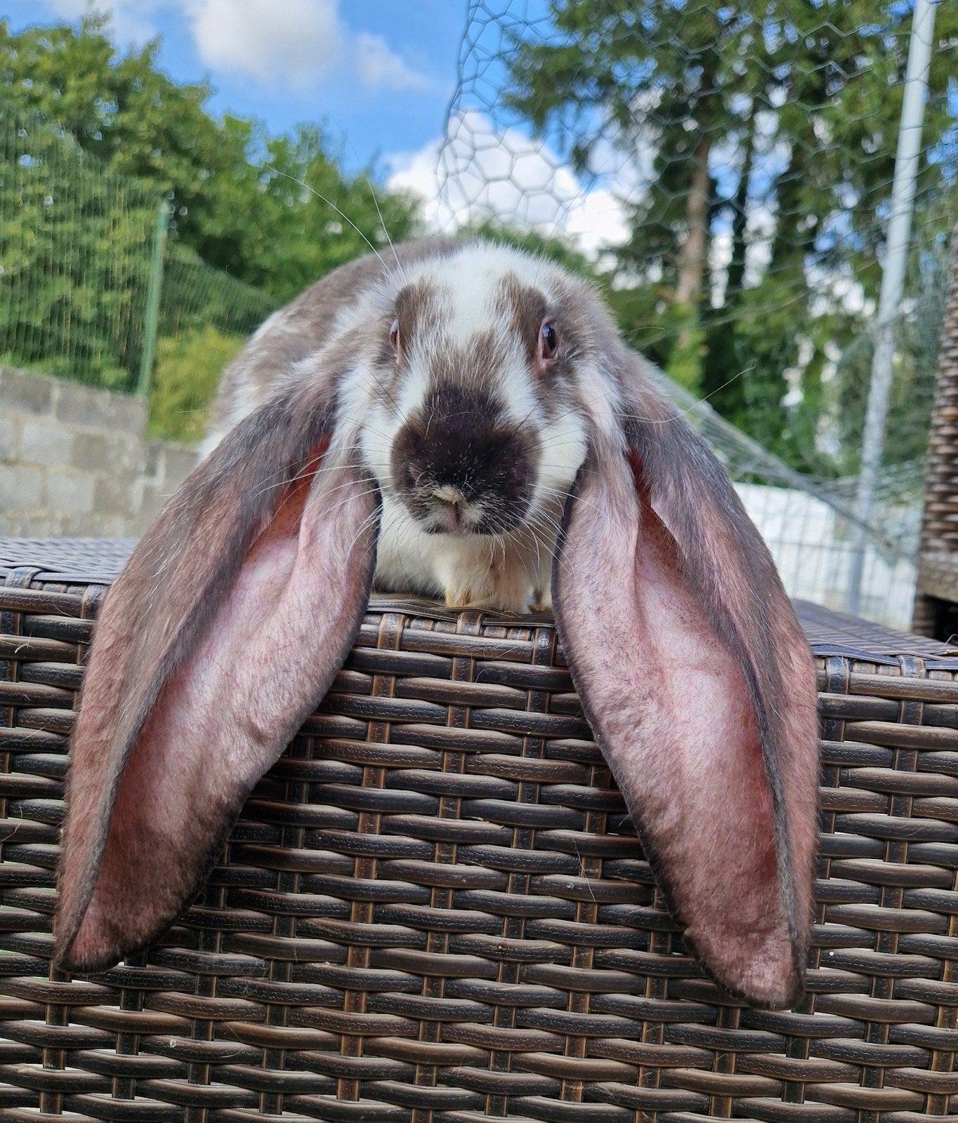 lapin bélier anglais, Animaux & Accessoires, Avril, Mâle