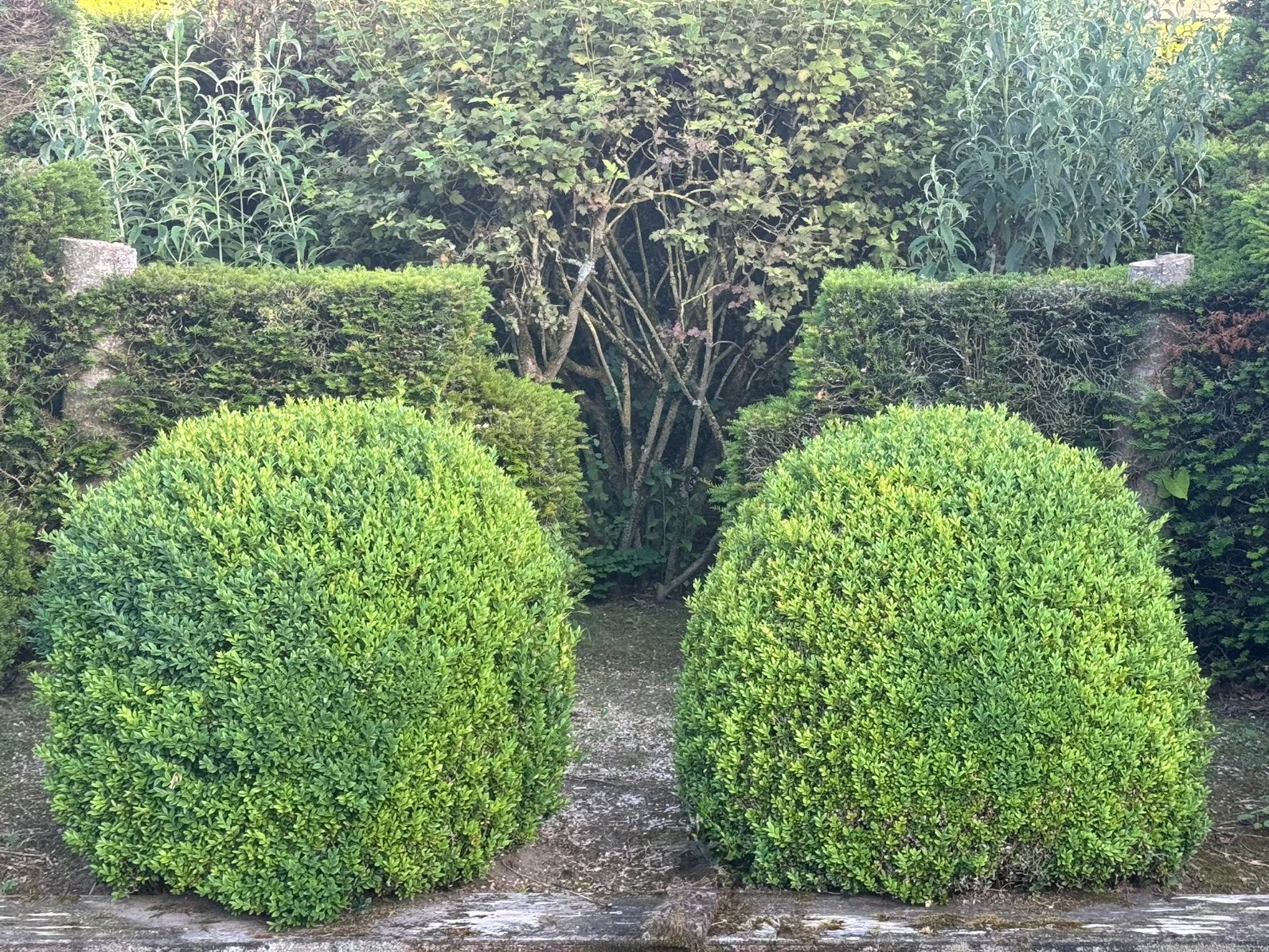 Buxusbollen, Jardin & Terrasse, Plantes | Arbustes & Haies, Enlèvement, Buis
