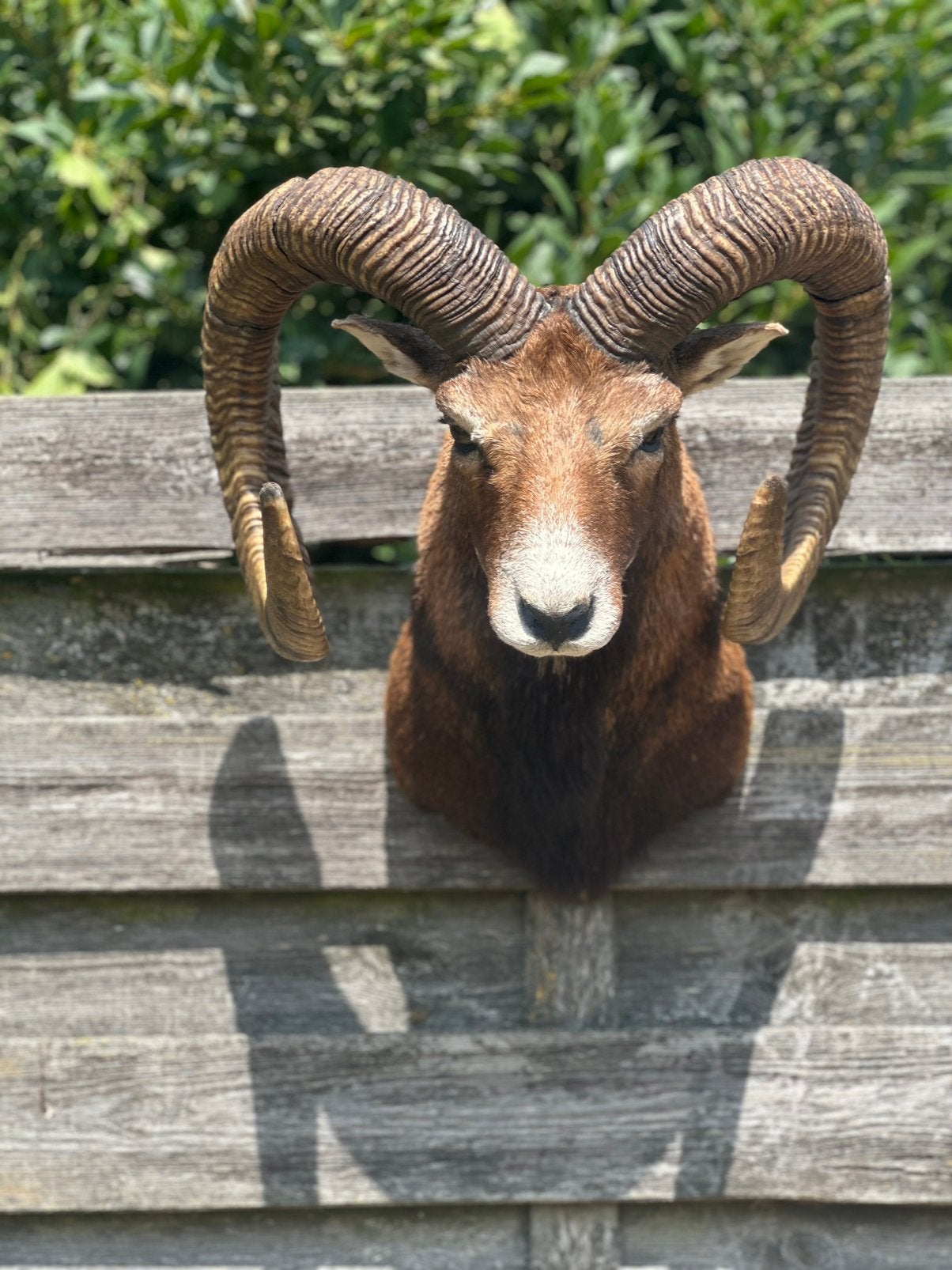 Moeflon opgezette groot, Ophalen, Zo goed als nieuw