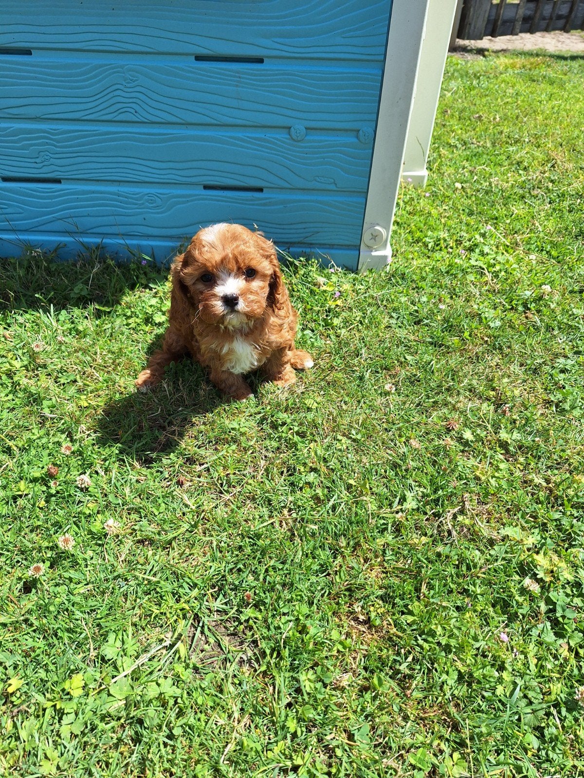 Cavapoo pups, Parvo, België, Overige rassen, 8 tot 15 weken