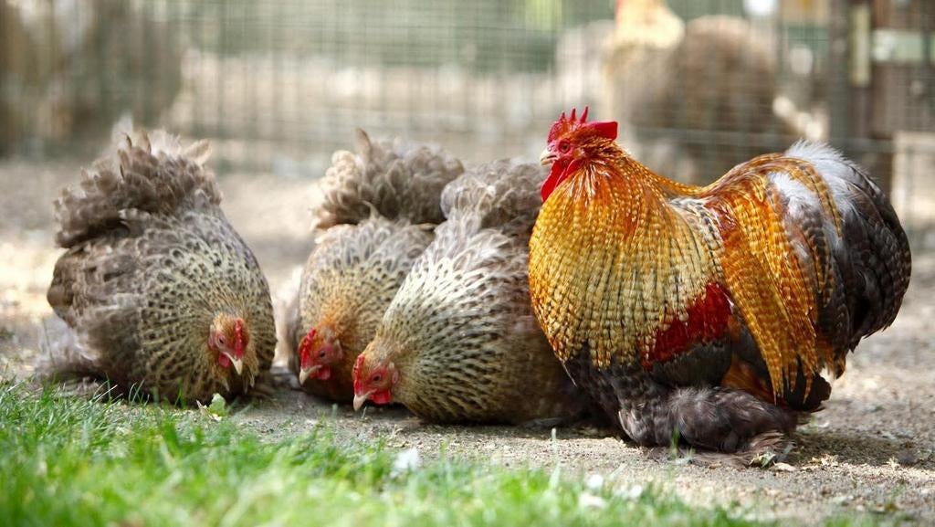 Œufs à éclore : croisement entre Cochin, Bantam et Leghorn