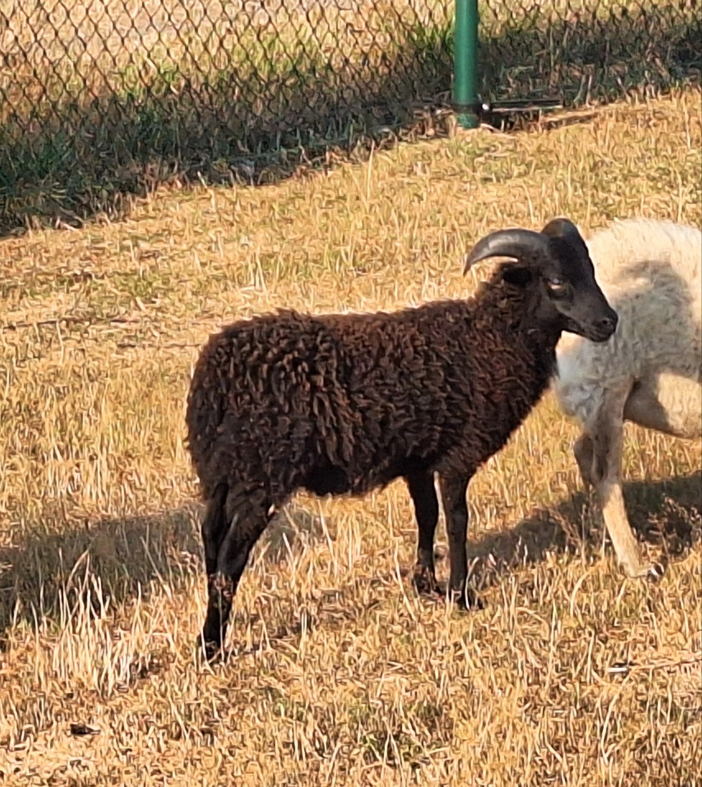 mooi zwart ouessant rammetje, Mâle, Mouton, 0 à 2 ans