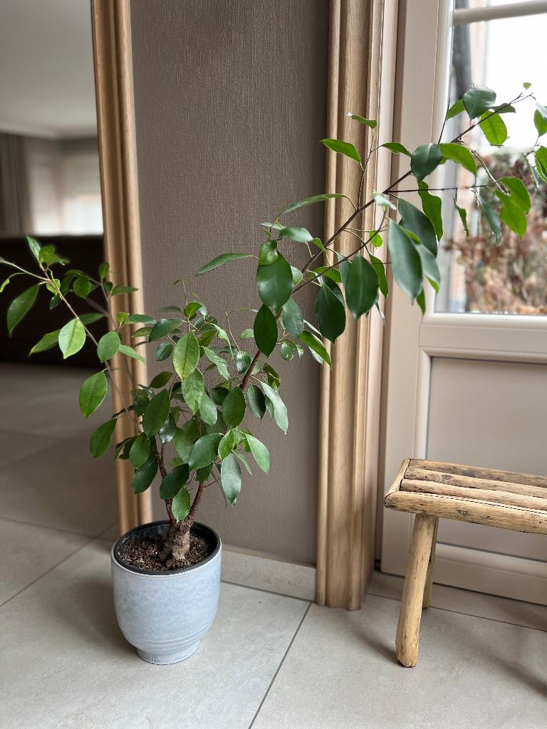 Ficus kamerplant, Huis en Inrichting, Kamerplanten, Ophalen, Ficus