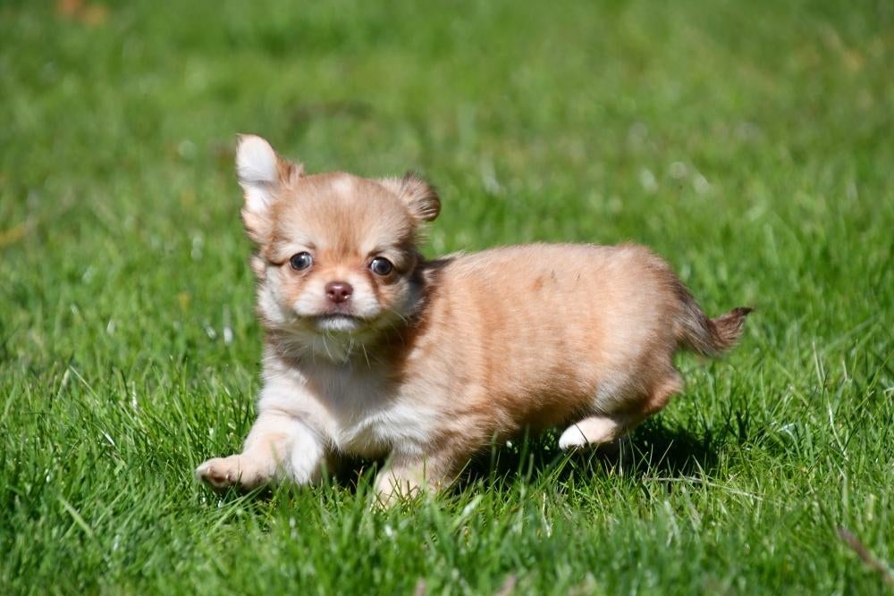 Chihuahua pups te koop, Parvo, België, 8 tot 15 weken, Meerdere