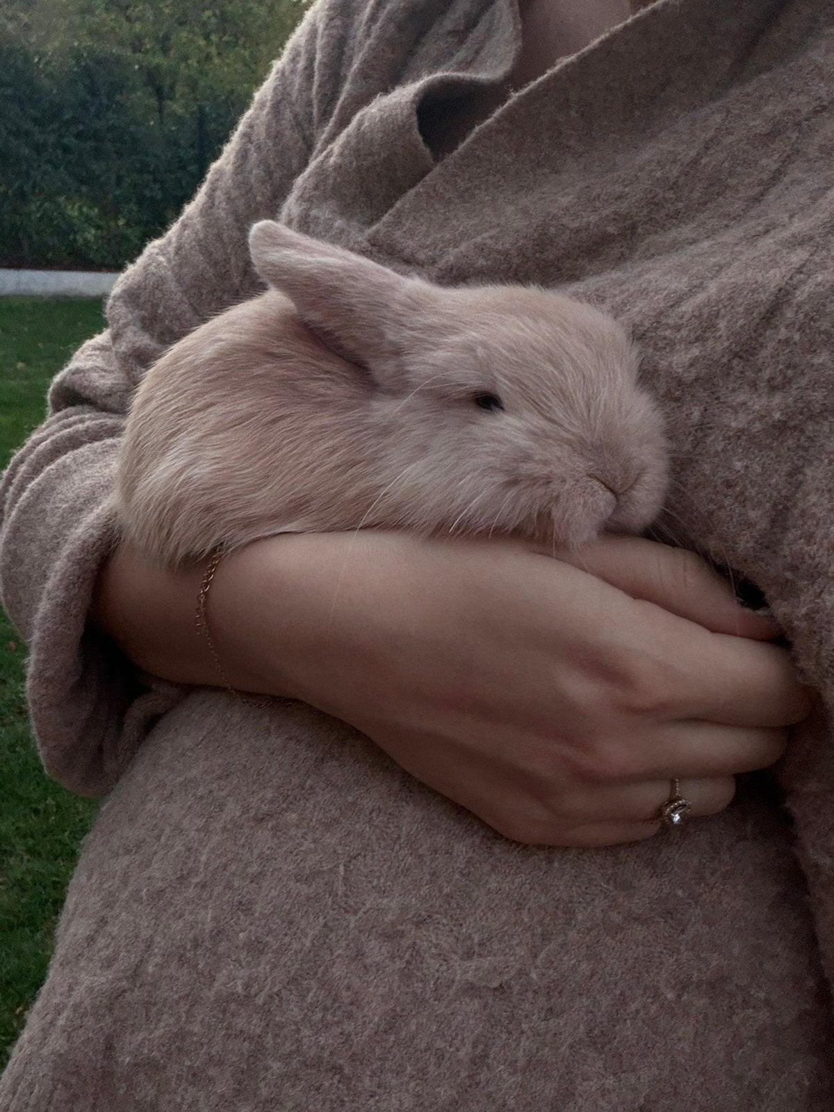Dwerg konijntjes, Dieren en Toebehoren, Dwerg, Hangoor