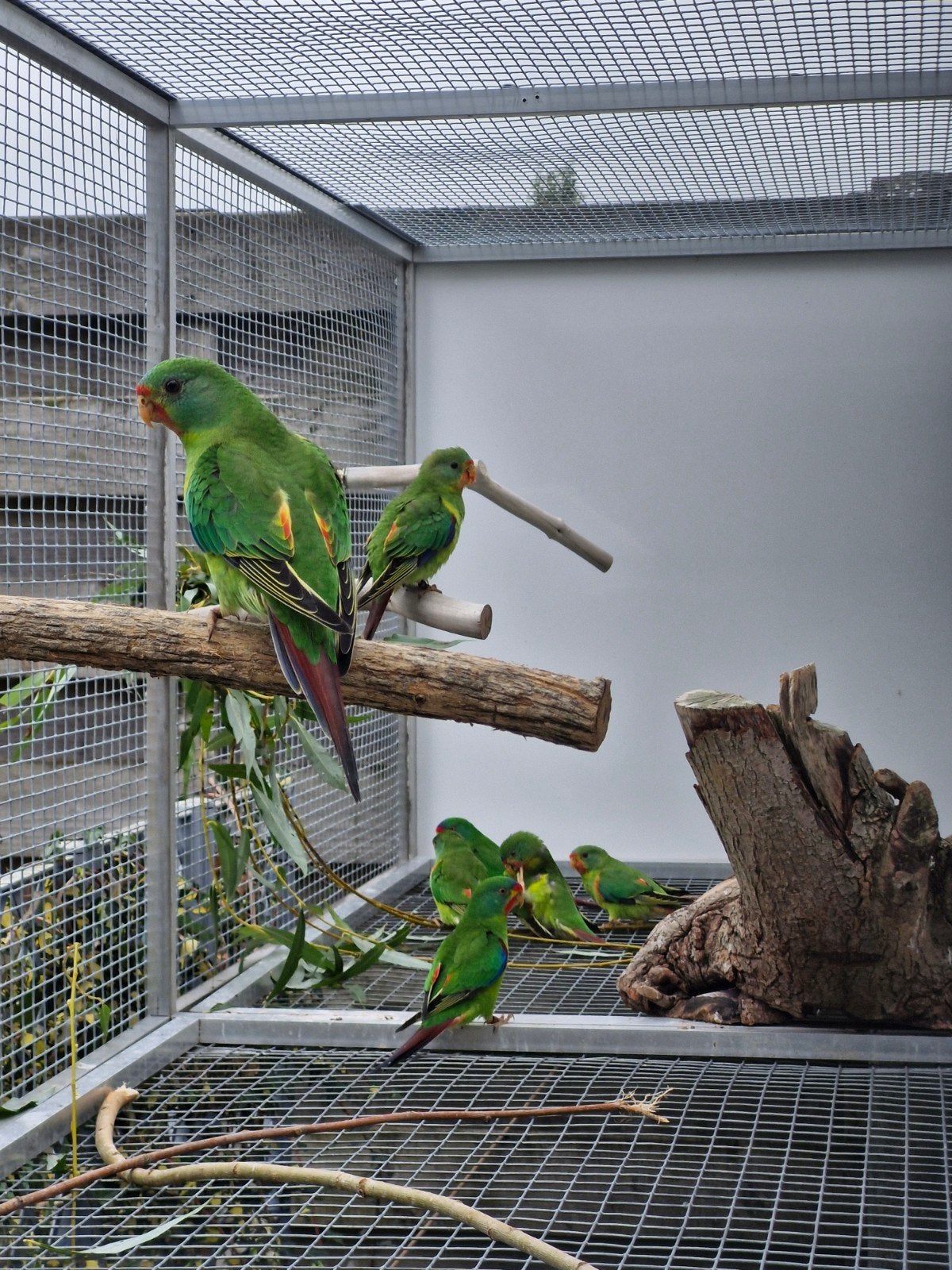swift parkieten 2026, Plusieurs animaux, Perruche, Bagué