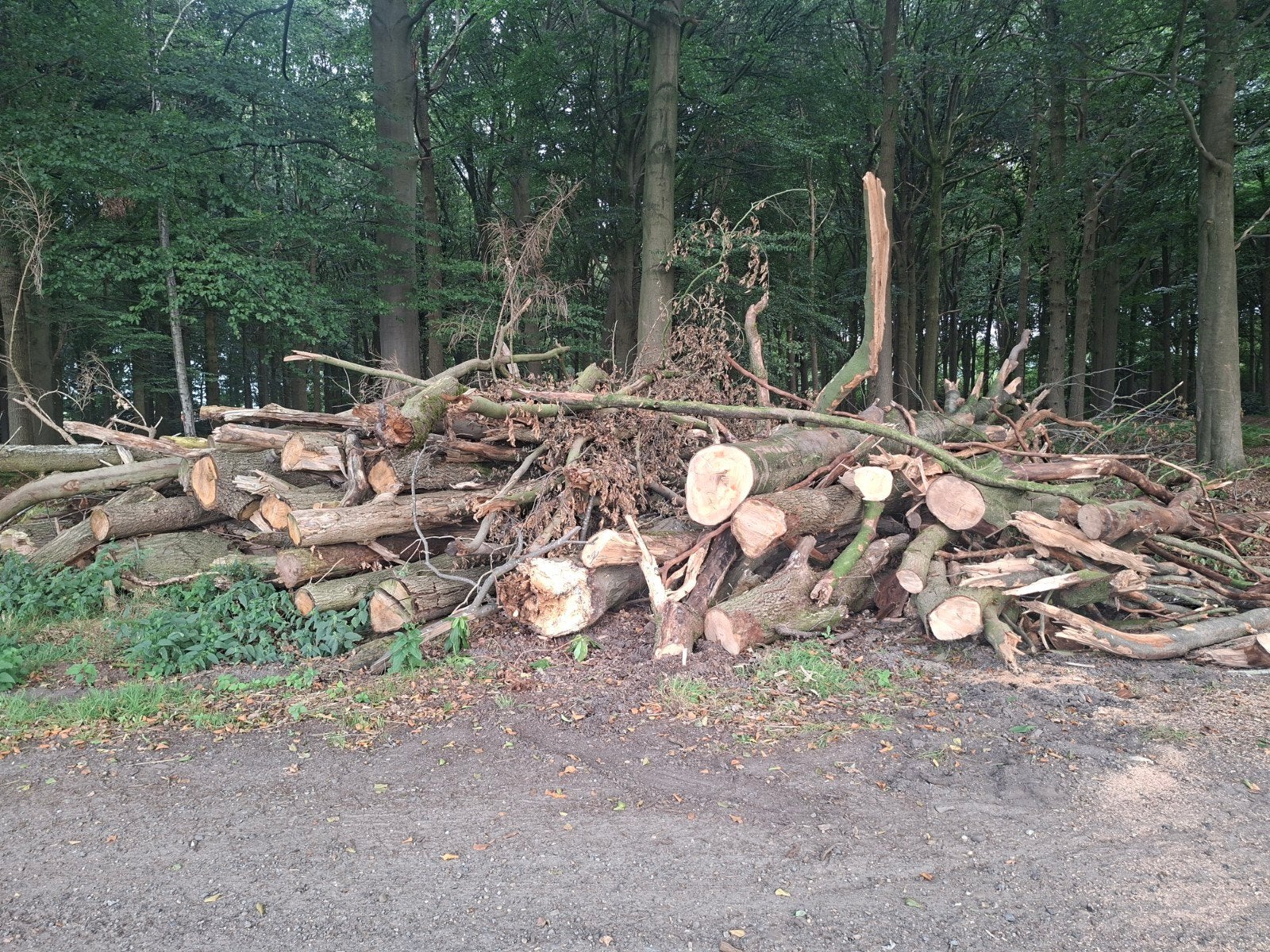 stookhout, Tuin en Terras, Brandhout, 6 m³ of meer, Ophalen of Verzenden, Eikenhout, Takken