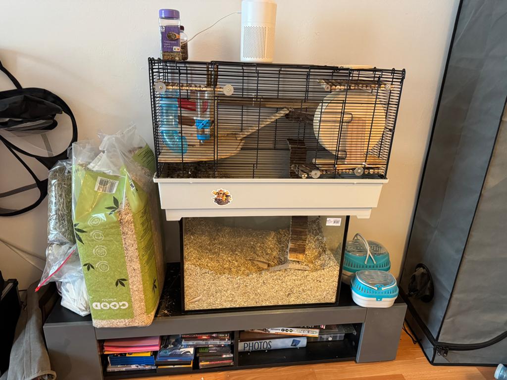 Grote gerbilkooi met glazen graafbak + 2 gerbils, Dieren en Toebehoren, Knaagdieren, November, Muis