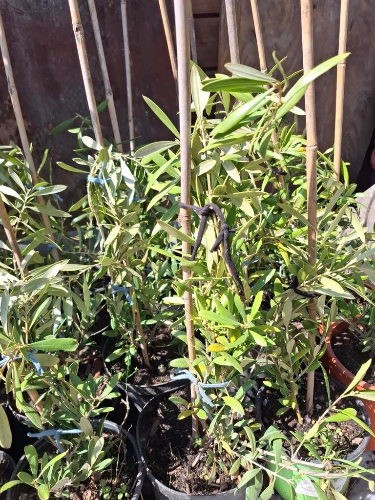 Olivier porteur d olives climat europe ne craint pas le gel, Enlèvement