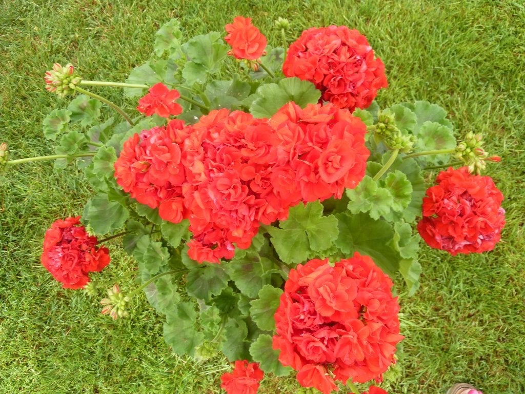 Grote pot geraniums met knoppen, Volle zon, Eenjarig, Zomer, Ophalen