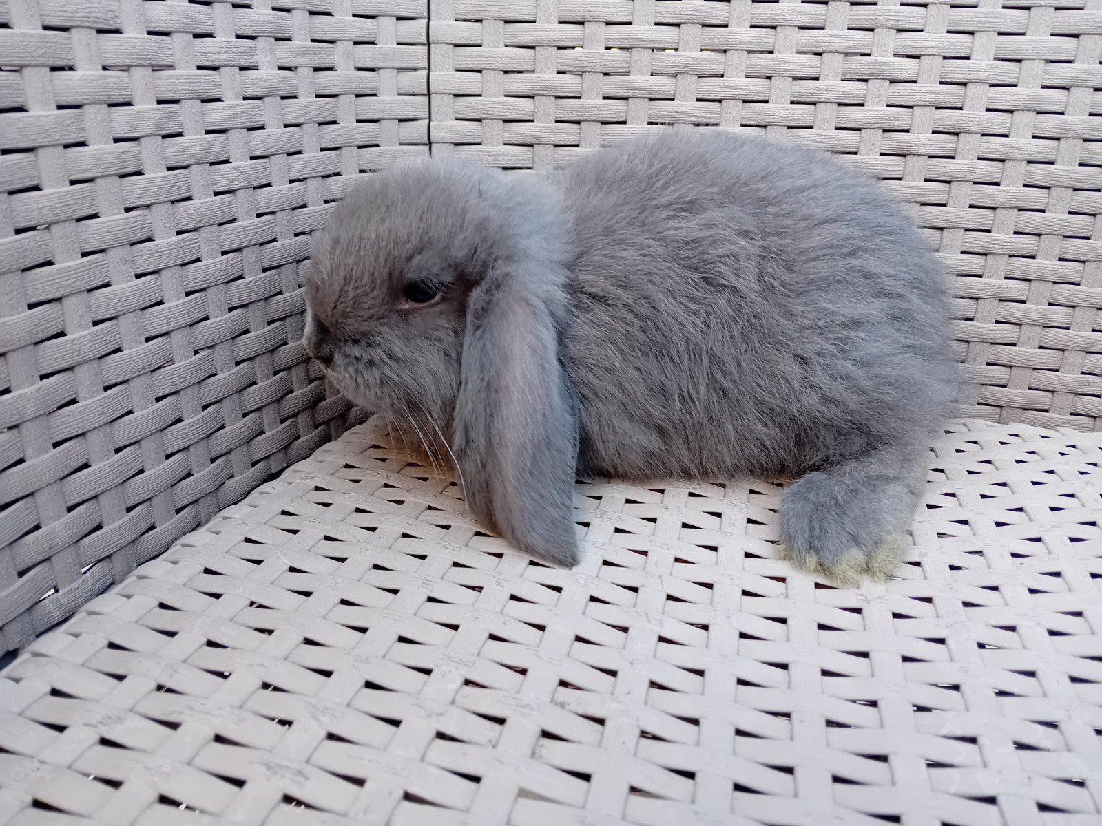 Franse hangoor voedster, Dieren en Toebehoren, Konijnen, Vrouwelijk, Groot, Hangoor, 0 tot 2 jaar