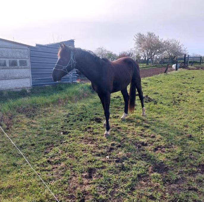 Prachtige jonge Zangersheide Rob Roy Van den Bisschop, Dieren en Toebehoren, Hengst