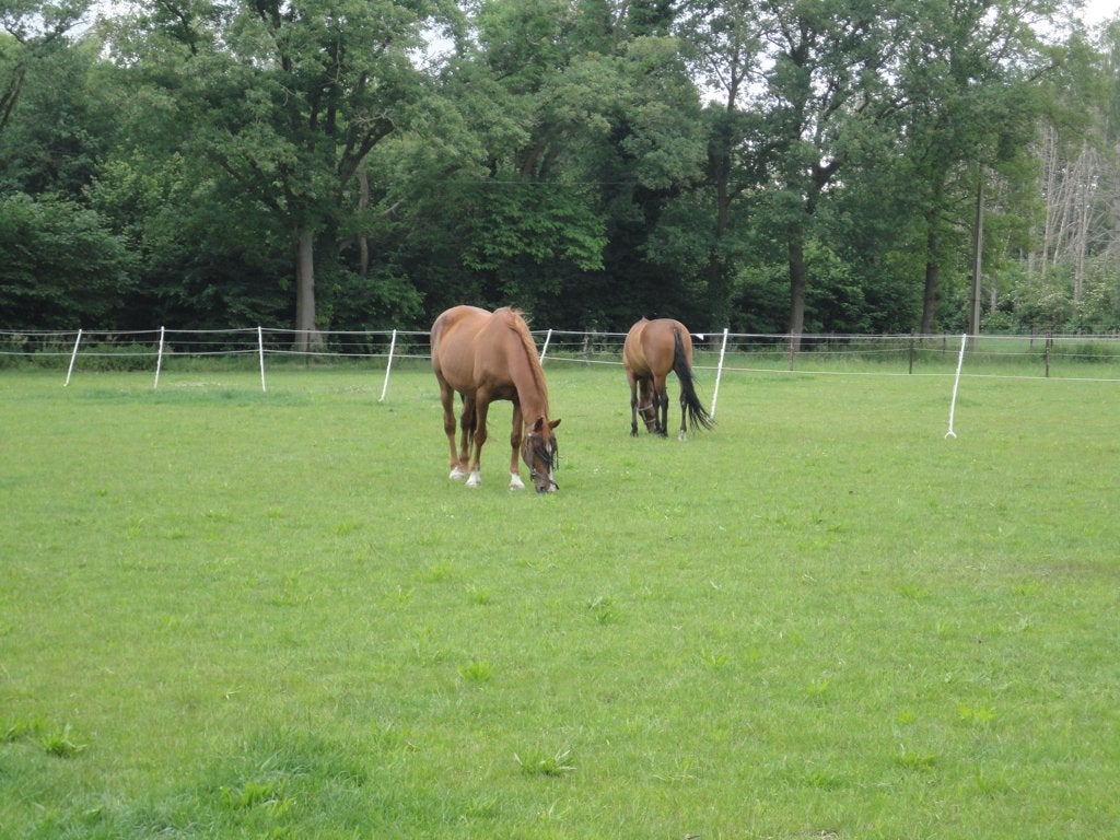 stalling met weidegang