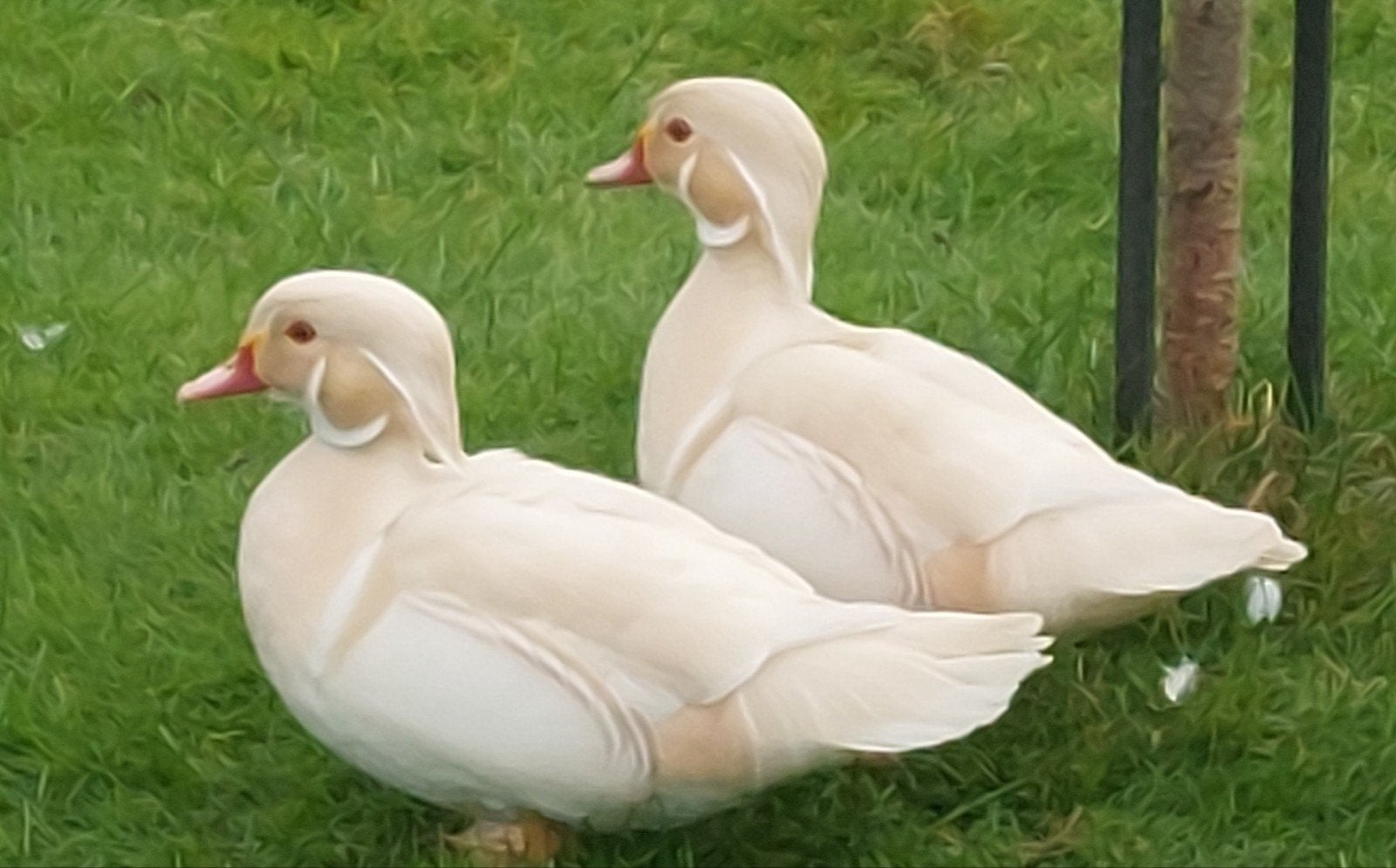 Witte carolina eenden. Siereend, Dieren en Toebehoren, Pluimvee