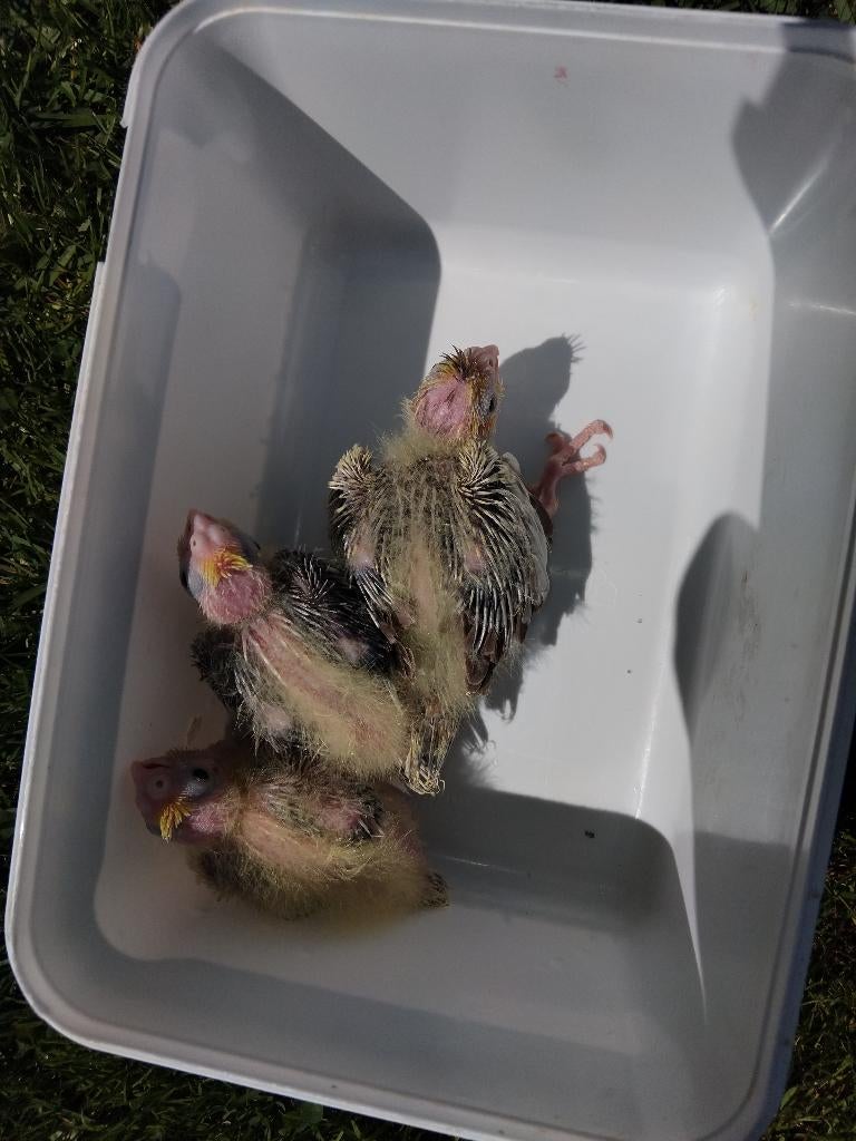 valkparkietjes, Dieren en Toebehoren