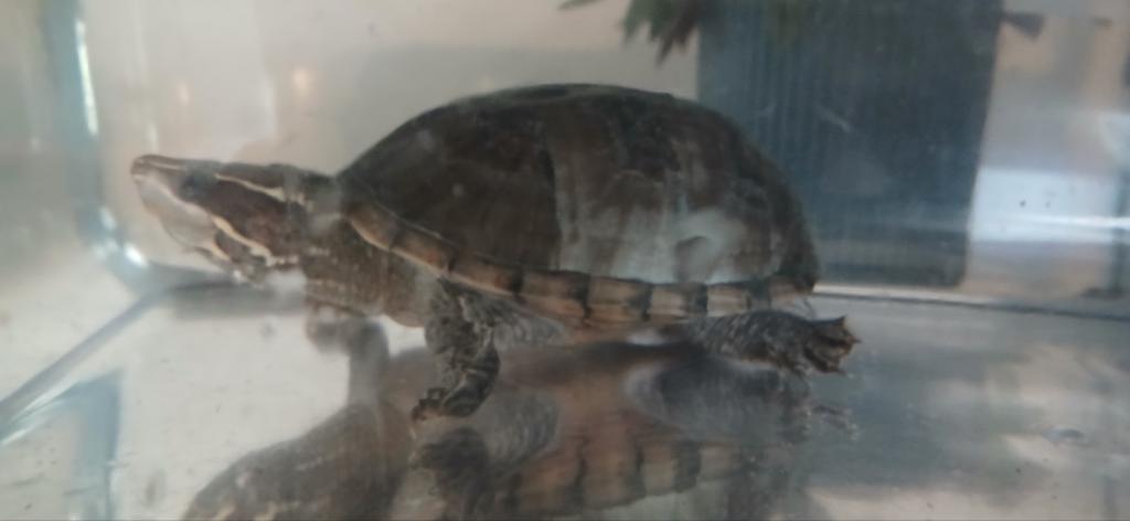 Meerdere muskus schildpadden noord brabant, Ophalen