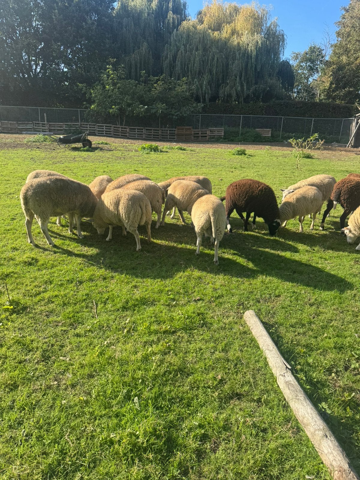 Schapen te koop ooien en rammen, Dieren en Toebehoren, Geslacht onbekend, Schaap, 0 tot 2 jaar