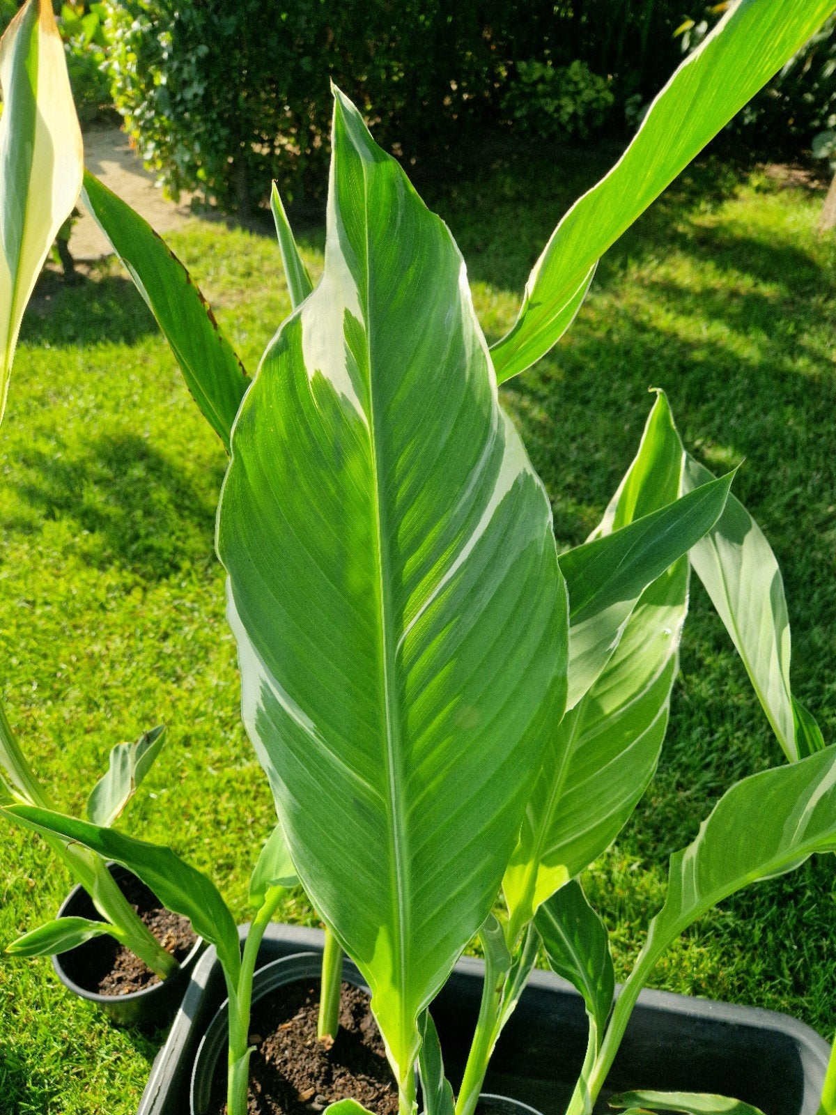 Canna Stuttgart, Vaste plant, Halfschaduw, Zomer, Ophalen