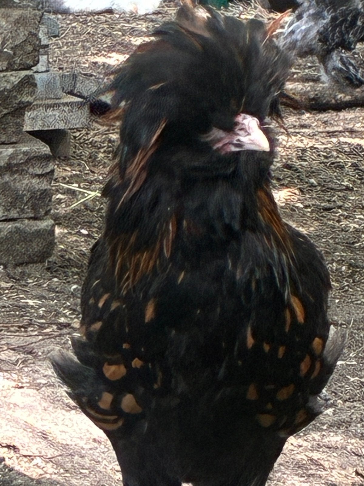 2 laatste koppels padua, Dieren en Toebehoren, Pluimvee, Meerdere dieren, Kip