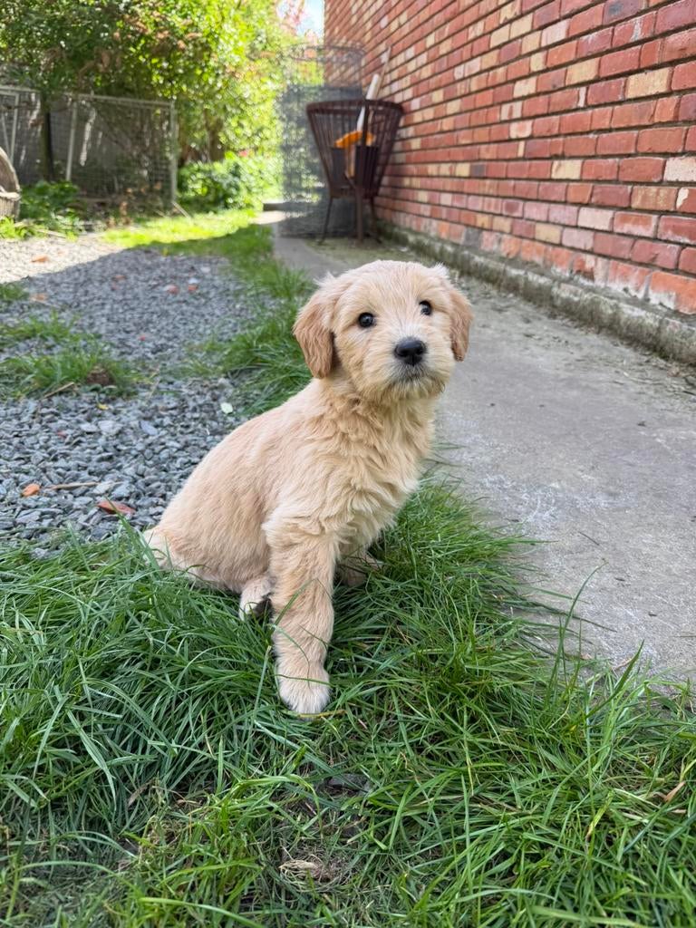Mooie goldendoodle pups!, Dieren en Toebehoren, Honden | Retrievers, Spaniëls en Waterhonden, België, 8 tot 15 weken, Meerdere