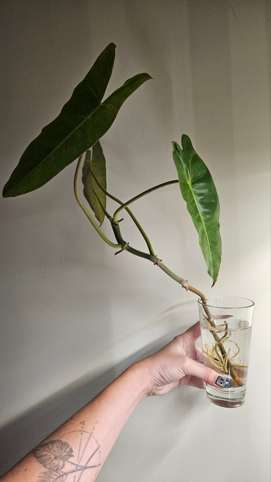 Boutures Philidendron Paraiso Verde, Maison & Meubles, Enlèvement ou Envoi