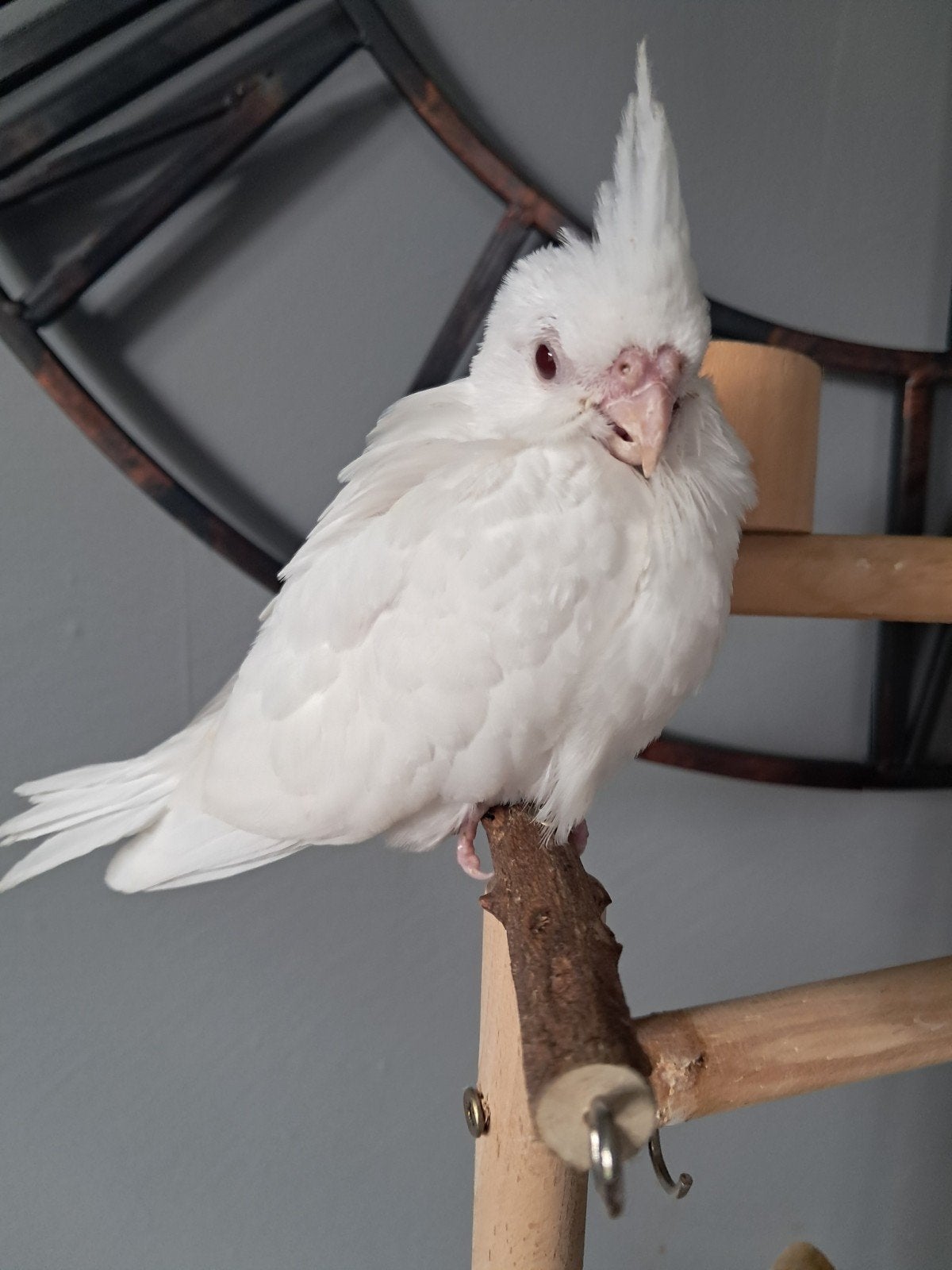 Handtamme albino valkparkiet pop met dna certificaat, Dieren en Toebehoren, Vogels | Parkieten en Papegaaien, Vrouwelijk, Parkiet