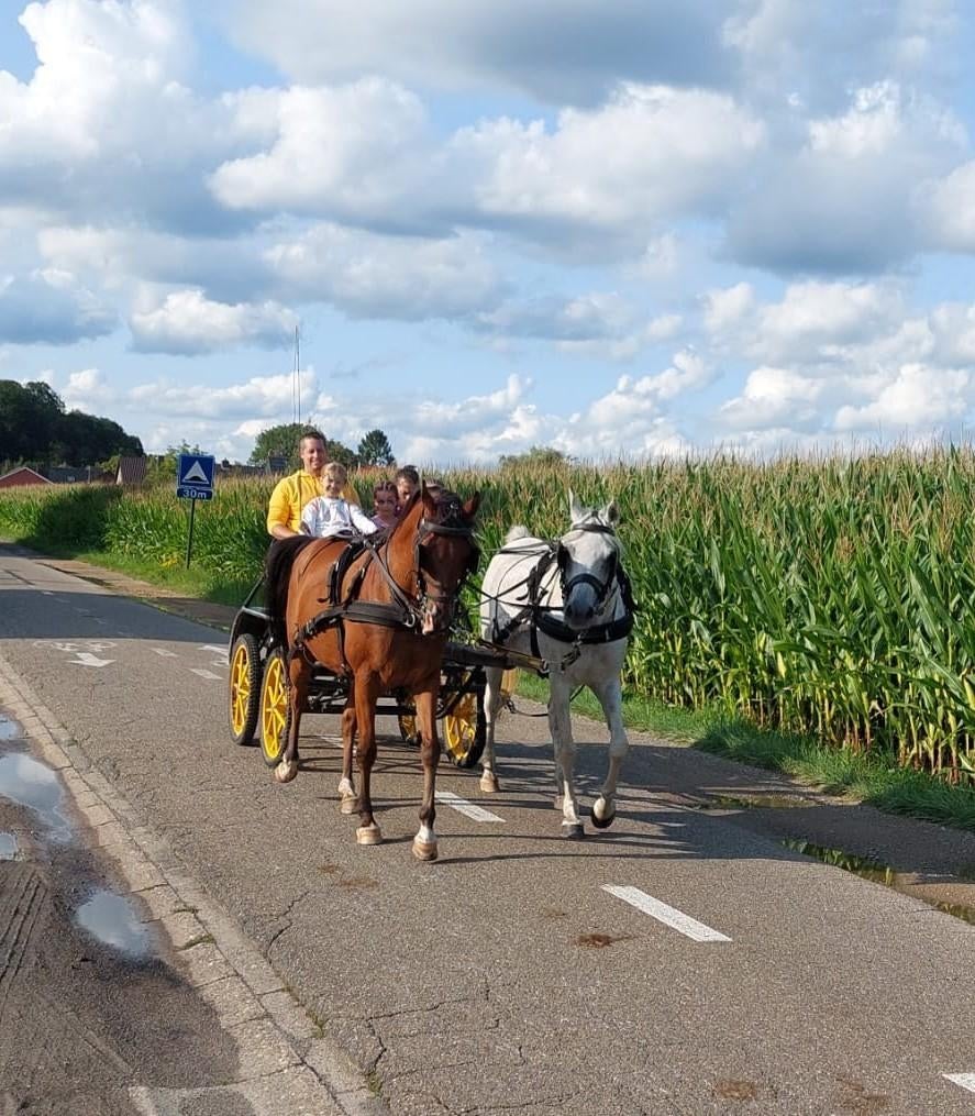 Mooi dubbelspan arabische volbloeden, Dieren en Toebehoren, Paarden, Ruin, Zadelmak, Minder dan 160 cm, 11 jaar of ouder, Tuigpaard