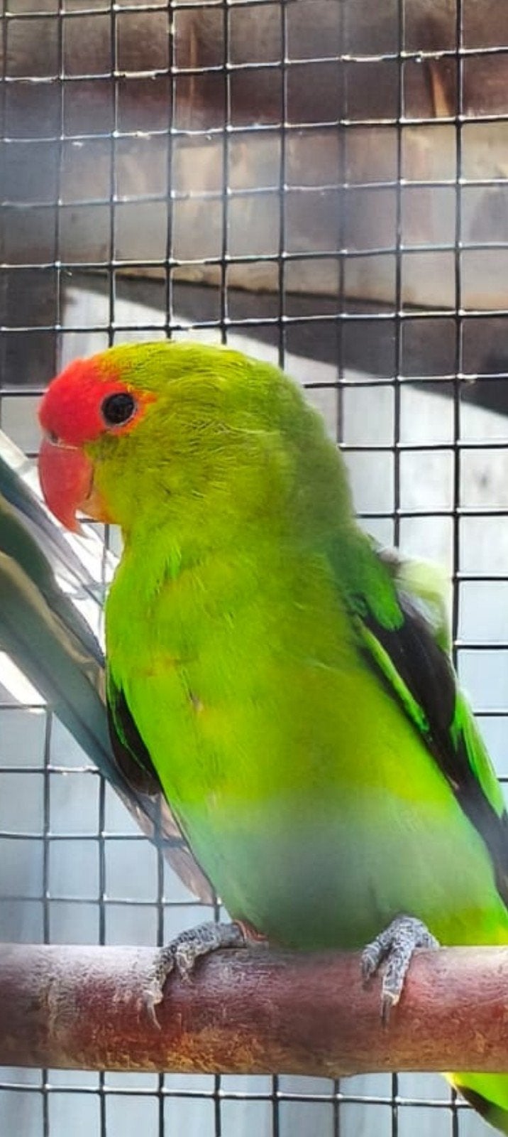 taranata agapornis  man