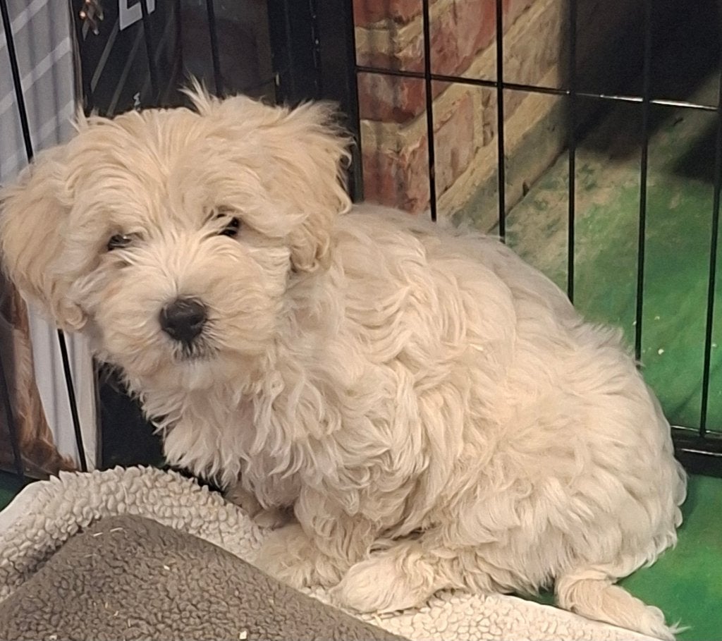 Maltipoo, Parvo, België, 8 tot 15 weken, Eén hond
