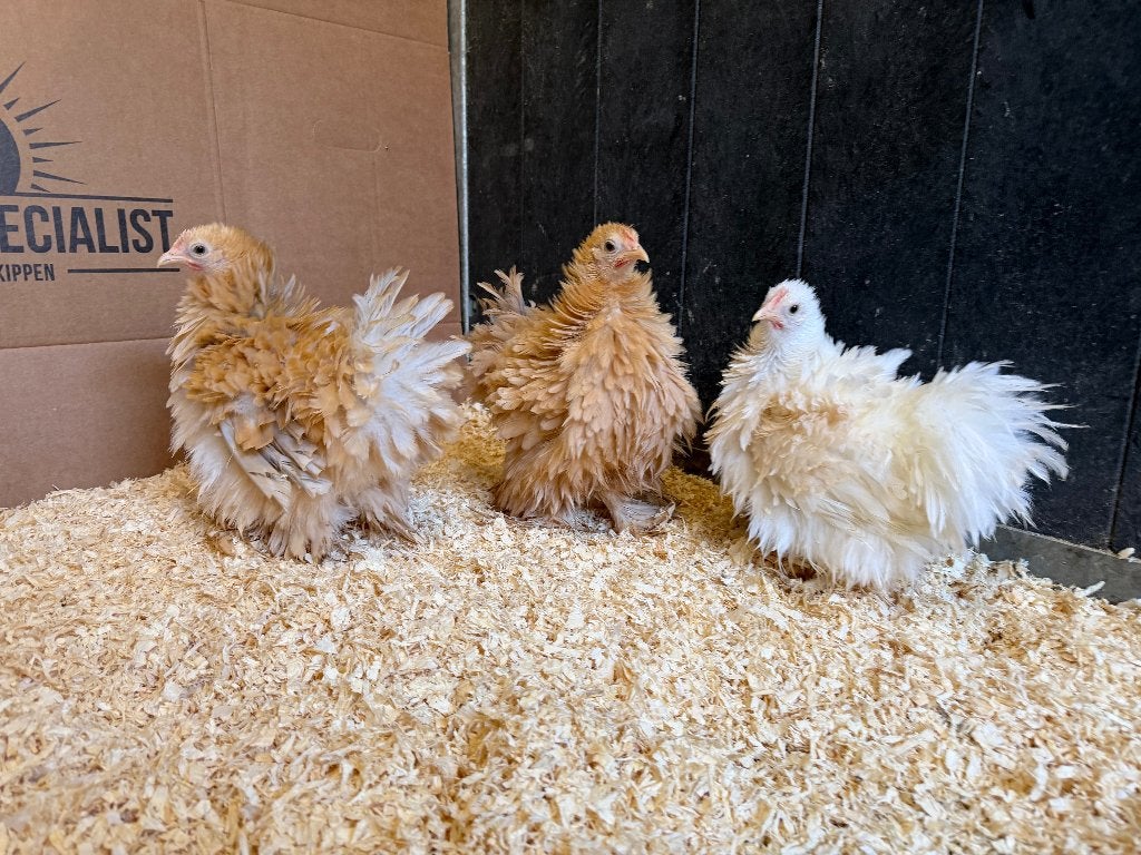 Jonge tamme Cochin kriel krulvederig gesekst en ingeënt, Femelle, Poule ou poulet