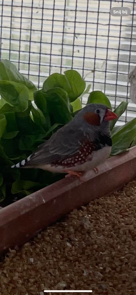 Zebravinken te koop, Dieren en Toebehoren, Meerdere dieren