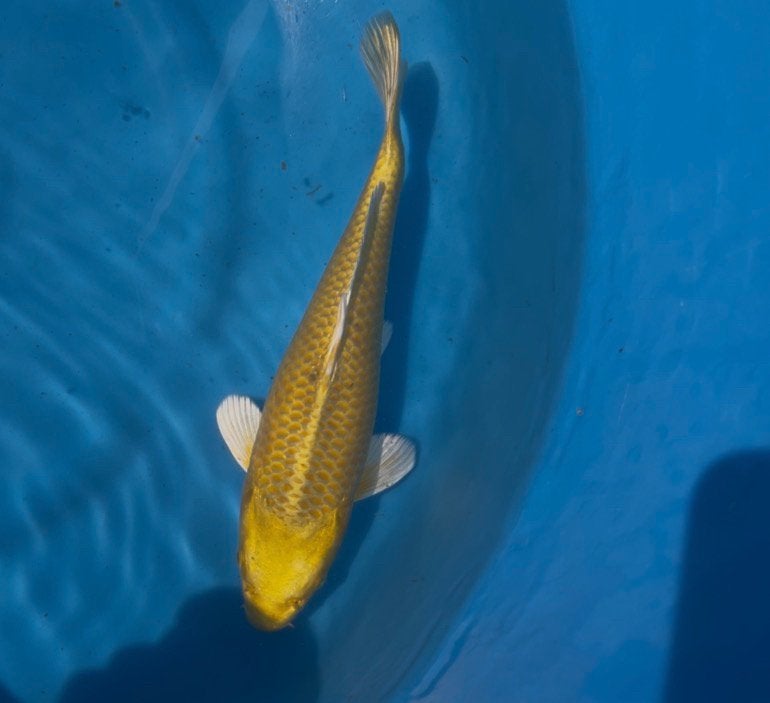 Yamabuki, Dieren en Toebehoren, Karper of Koi