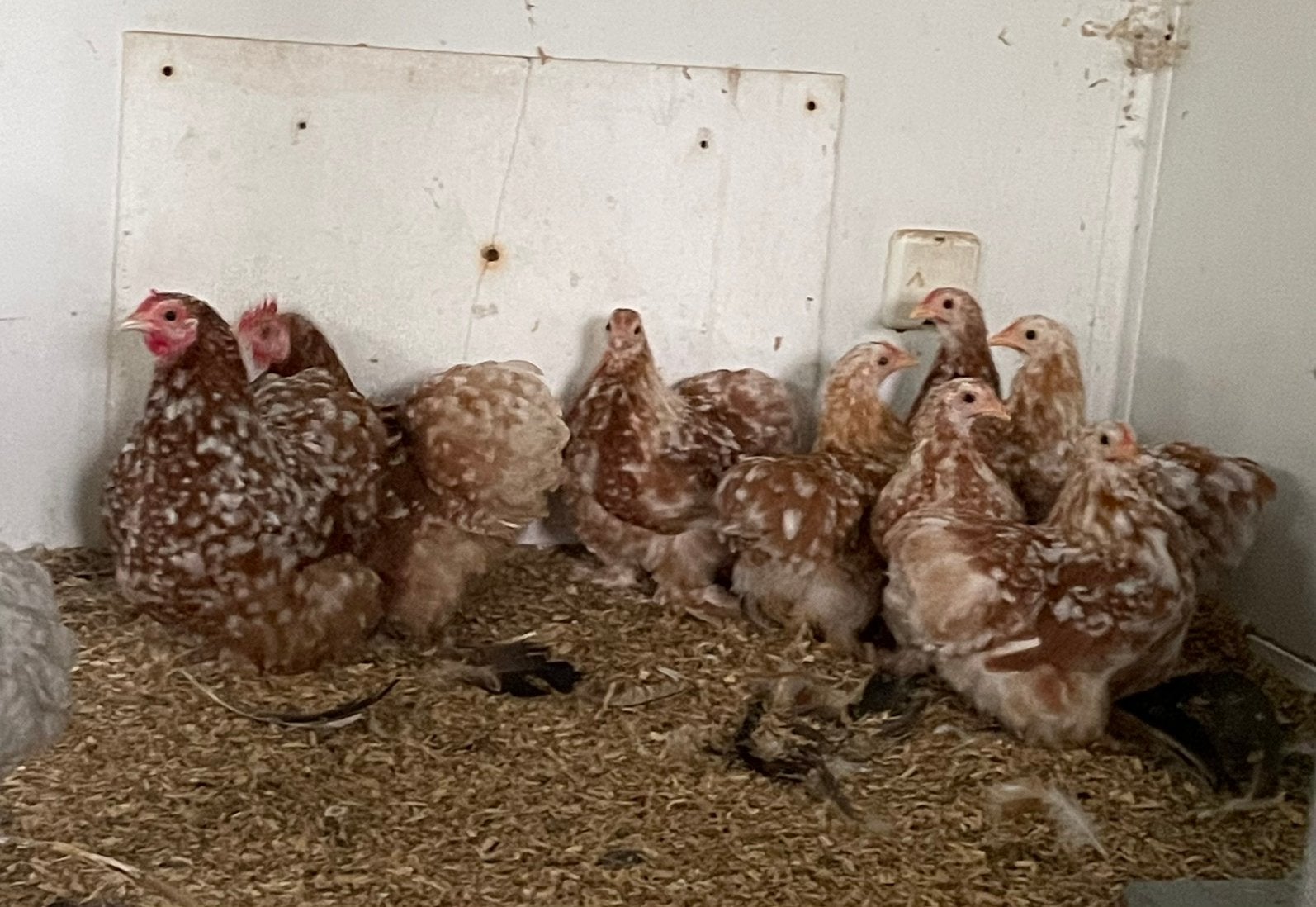 6 kuikentjes cochin kriel rood gepareld, Sexe inconnu, Poule ou poulet