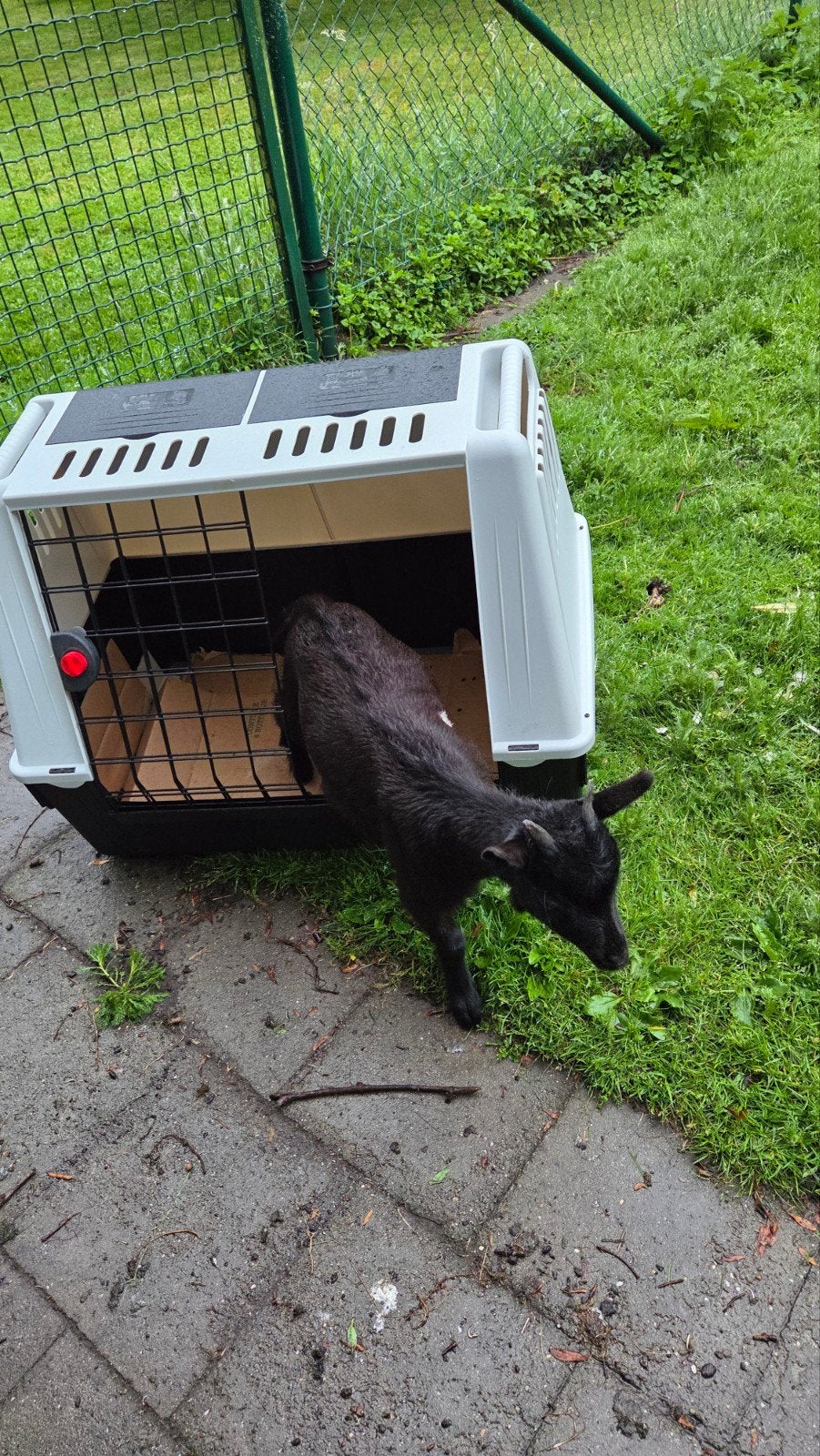 Geitjes gezocht. Ik zoek 2 miekes., Dieren en Toebehoren, Schapen, Geiten en Varkens, Vrouwelijk, Geit, 0 tot 2 jaar