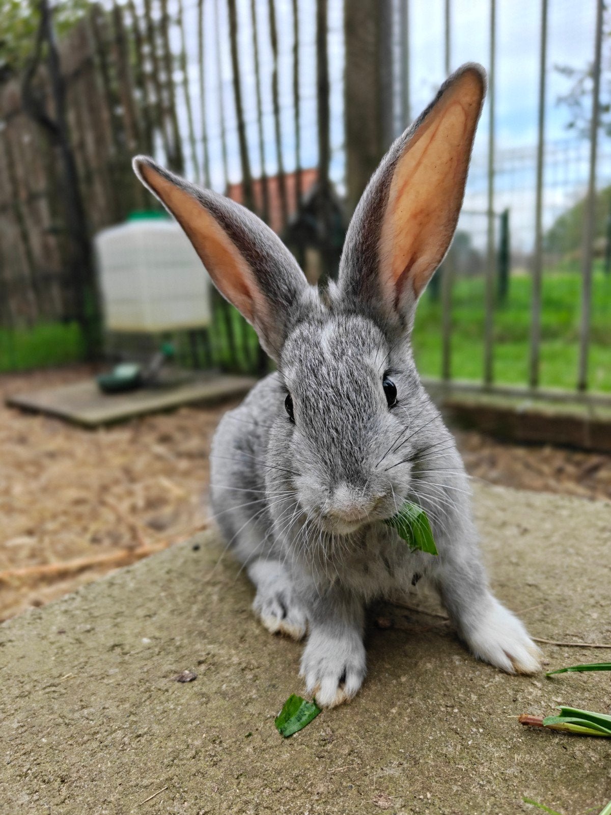 Mooie Duitse reuzen, Dieren en Toebehoren