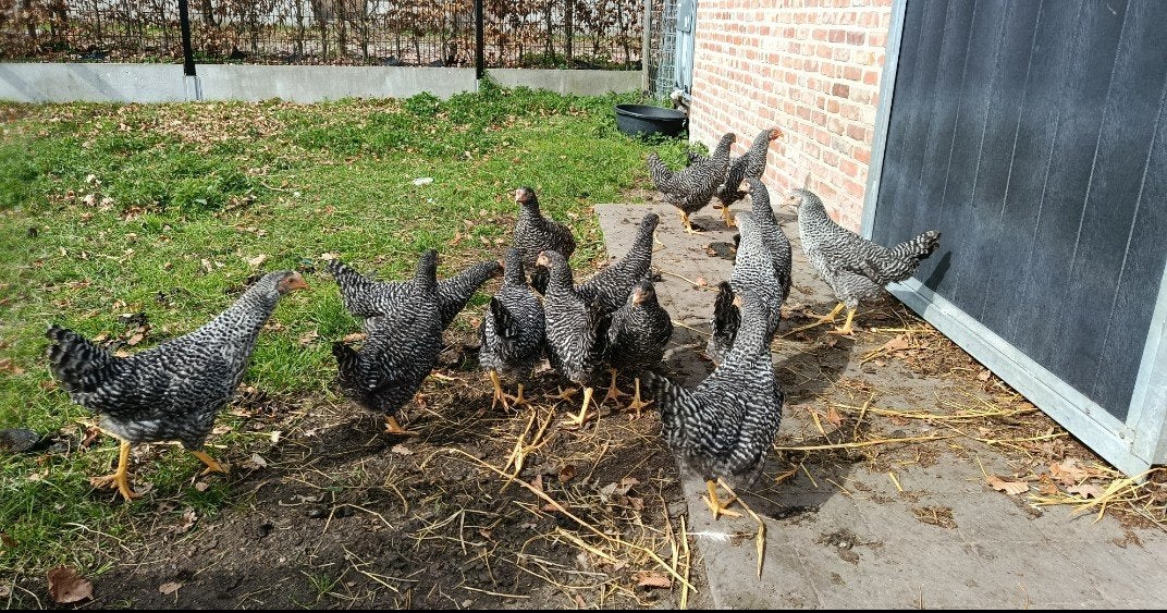koekoekskleurige leghennen, Dieren en Toebehoren, Pluimvee, Kip