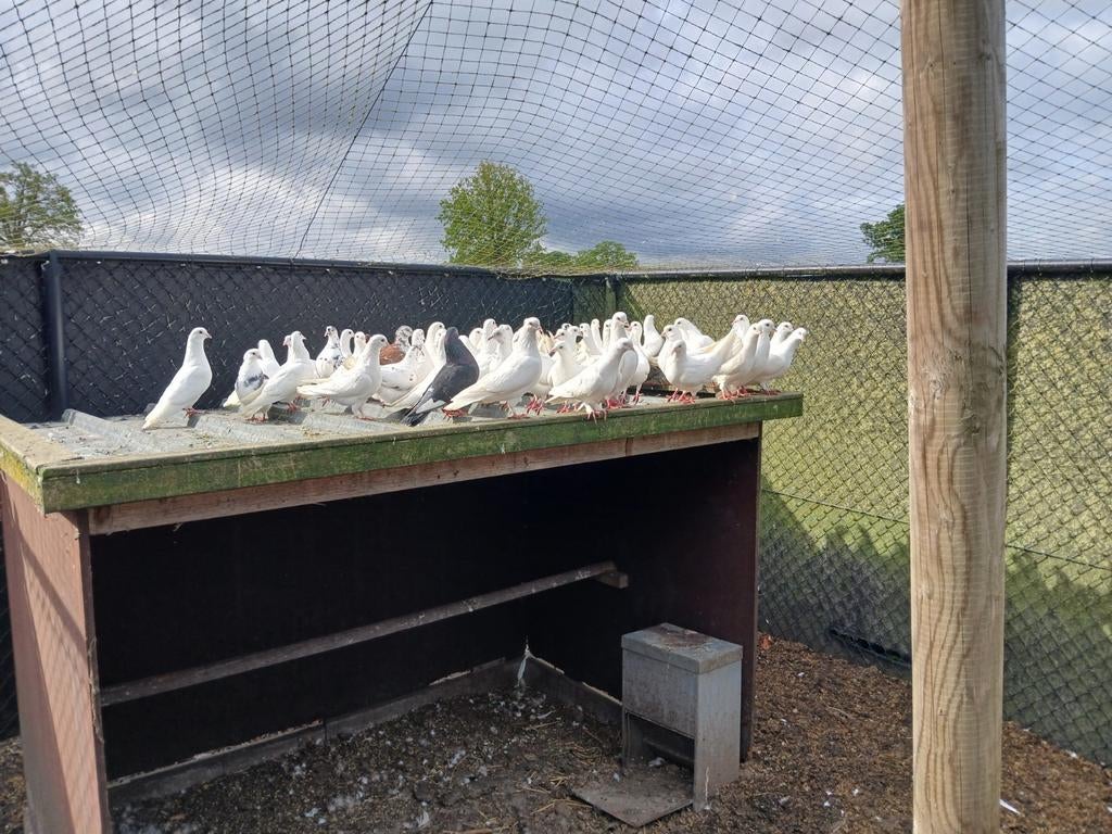 Duiven, Dieren en Toebehoren