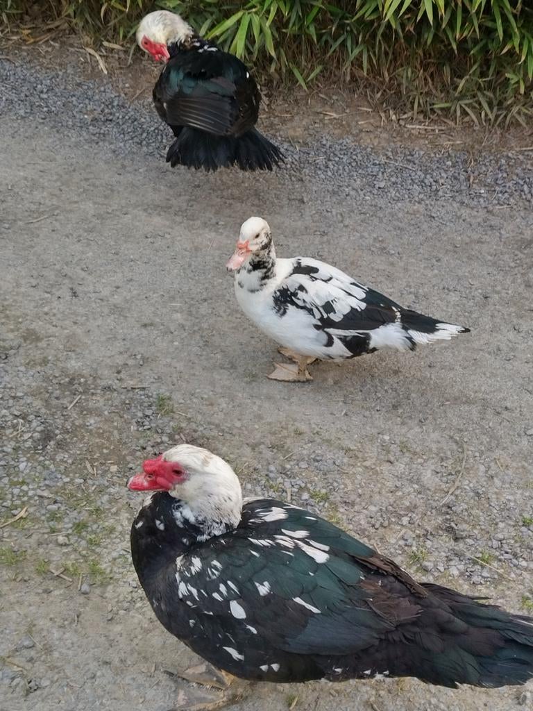 Eenden, Dieren en Toebehoren, Pluimvee