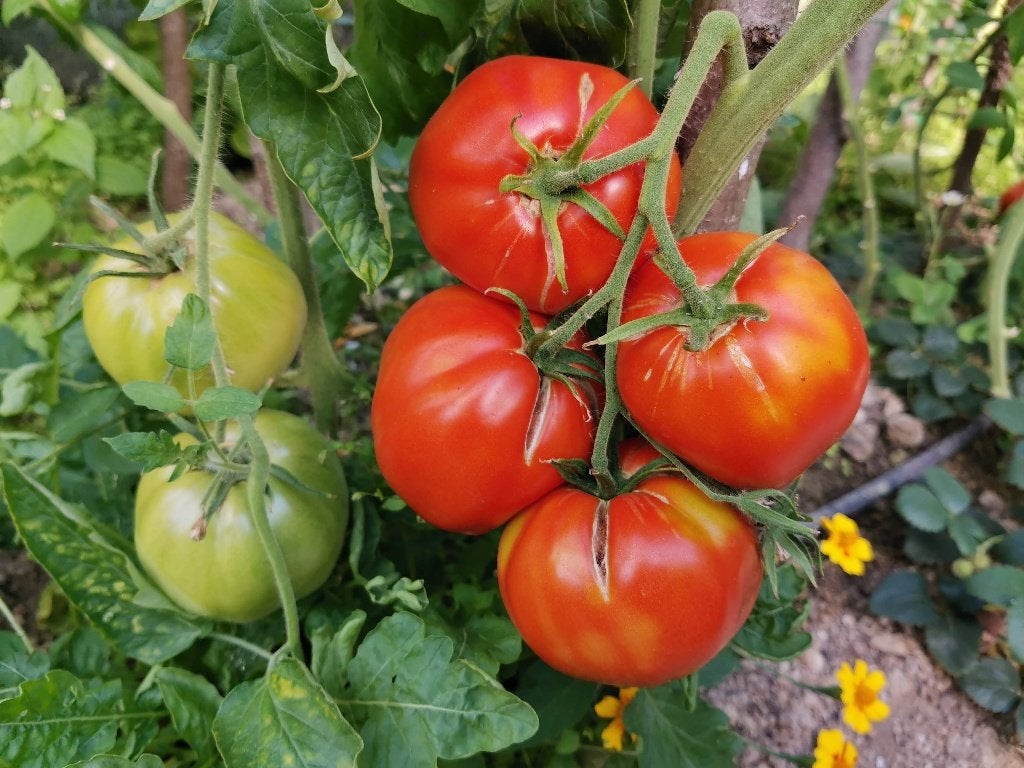 5 zaden tomaat Red Giant - biologische teelt, Verzenden, Voorjaar, Zaad