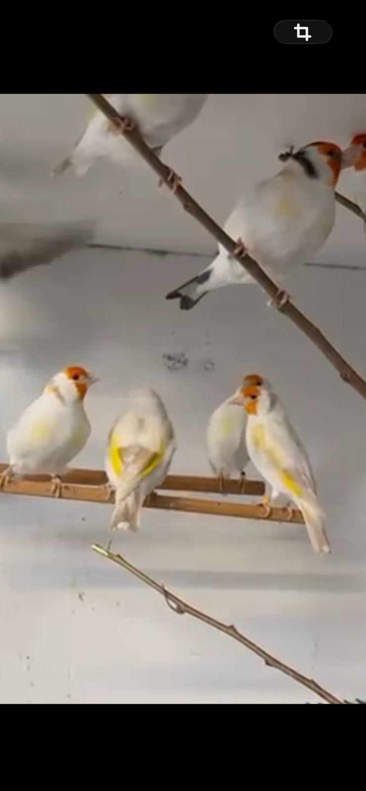 Distelvink, Animaux & Accessoires