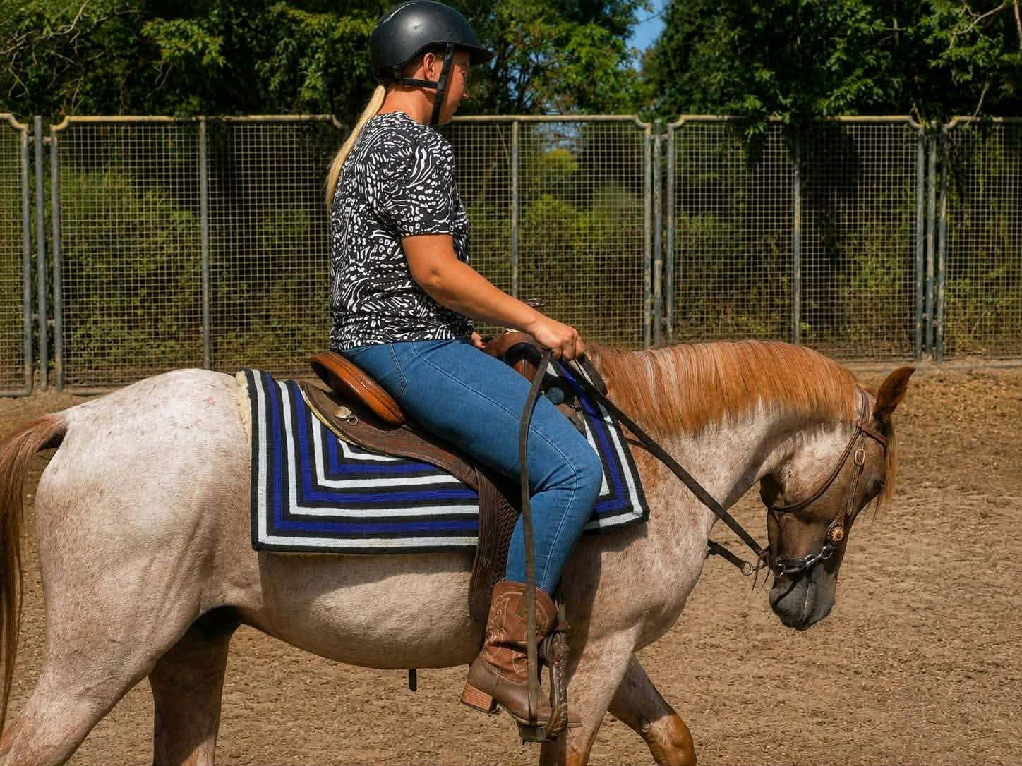 Knappe pony ruin, Hongre