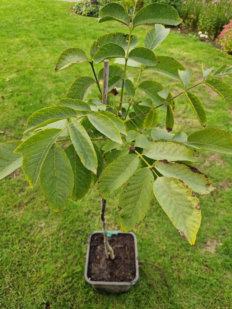 Okkernotenboompje, Tuin en Terras, Ophalen, In pot, Walnotenboom