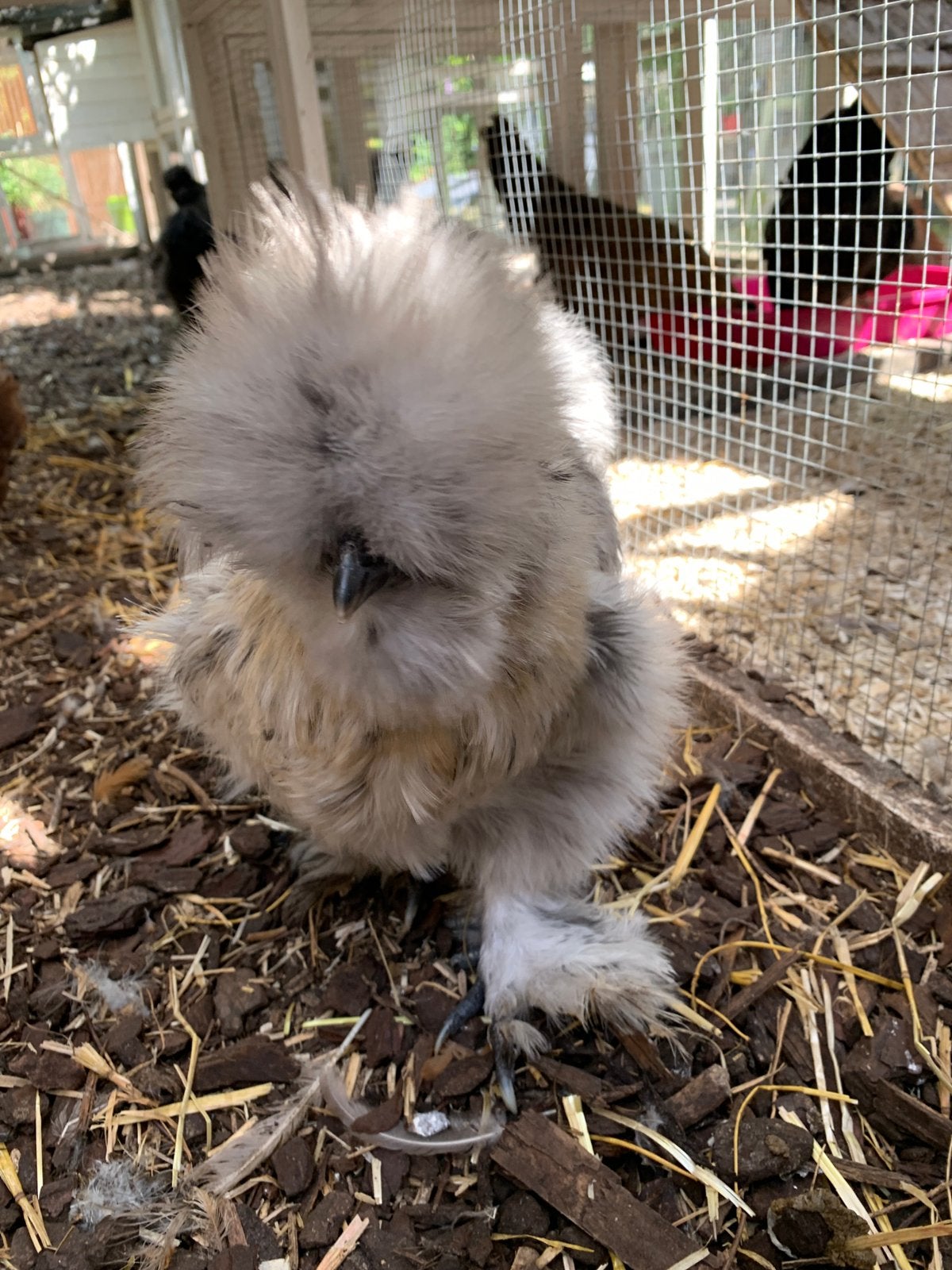 mottled zijdehoender, vermoedelijk haan, Poule ou poulet