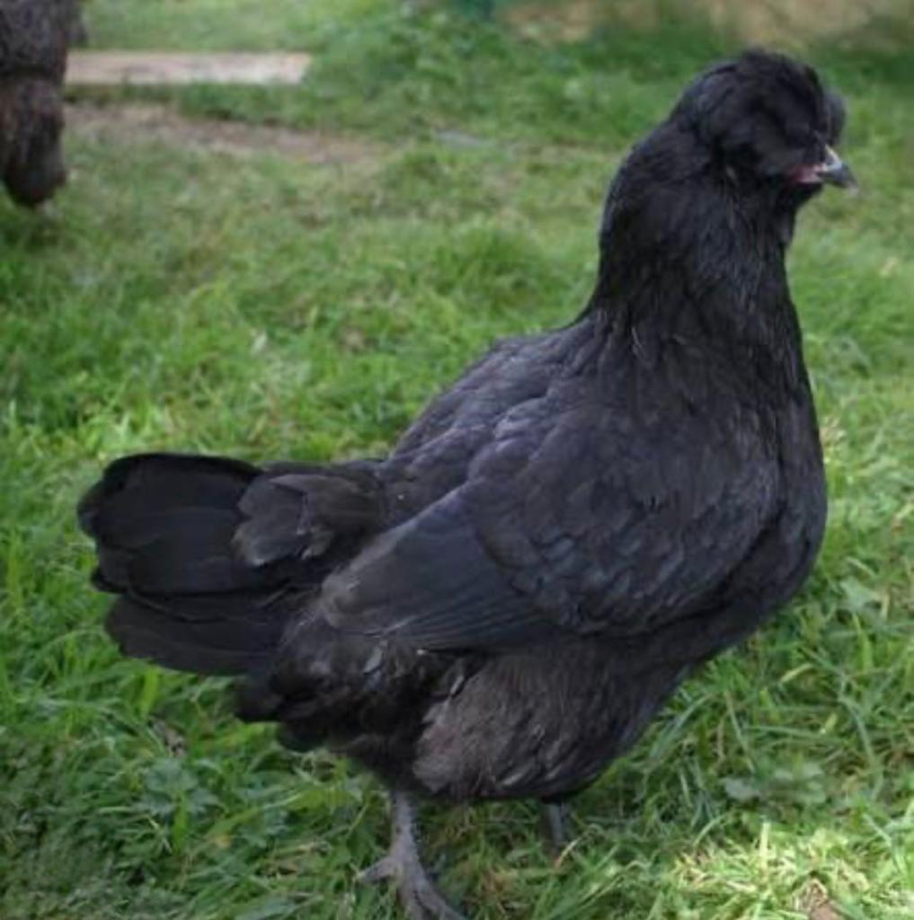 Poussins des Araucanas, Animaux & Accessoires, Sexe inconnu, Poule ou poulet