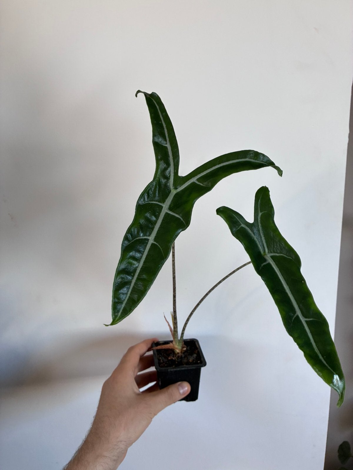 Alocasia sanderiana, Huis en Inrichting, Kamerplanten, Ophalen