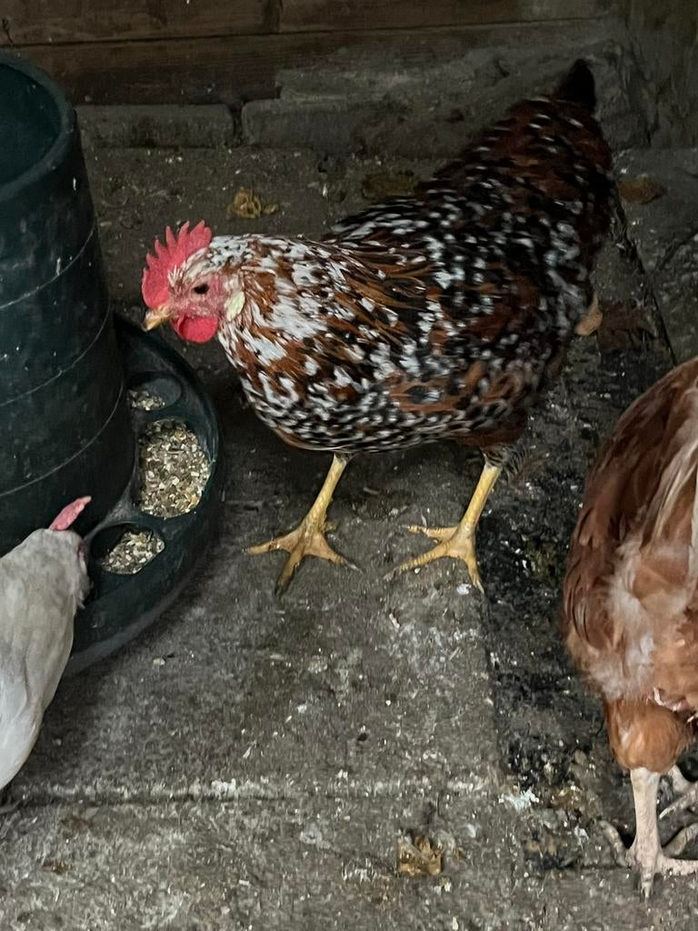 Porselein leghorn hennen, Vrouwelijk, Kip