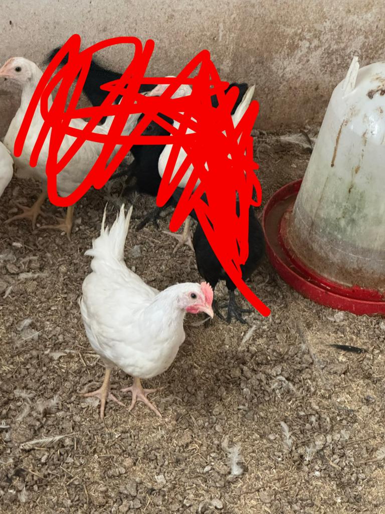 Coq de Livourne, Animaux & Accessoires, Mâle, Poule ou poulet