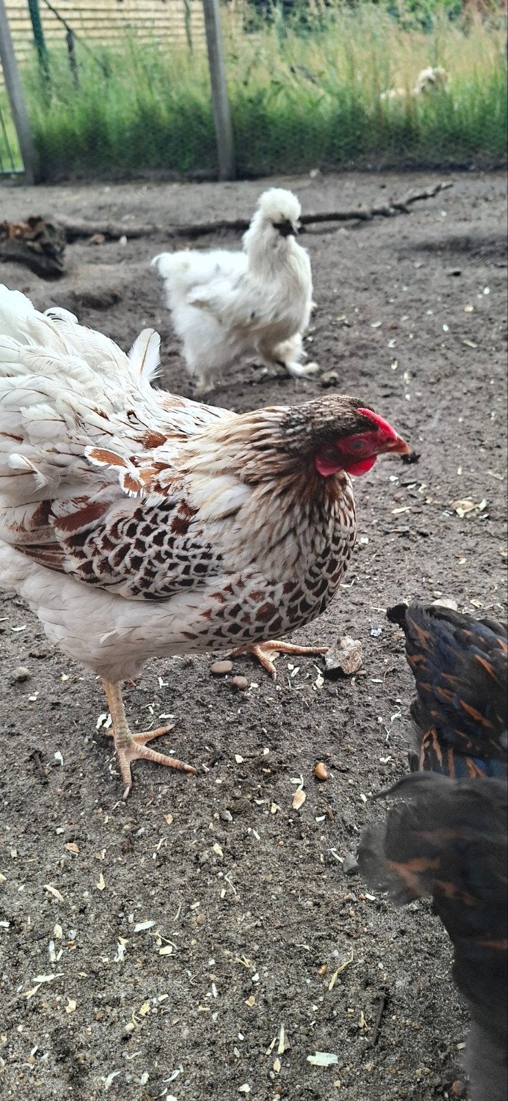 Wyandotte kriel goudwit gezoomd hen, Dieren en Toebehoren, Pluimvee, Kip, Vrouwelijk